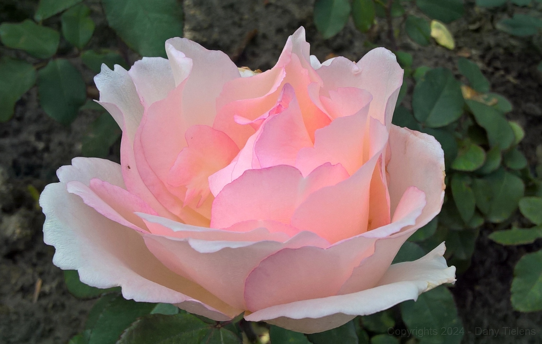 Rosa - Souvenir de Baden Baden 2017 - 01.jpg